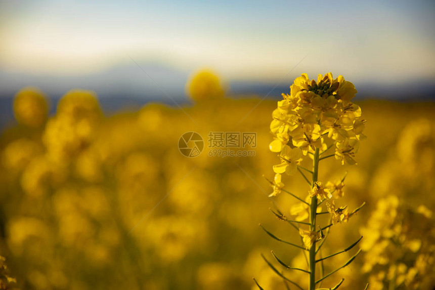 黄色油菜花特写图片