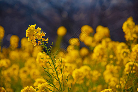 黄色油菜花特写图片