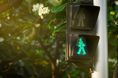 红绿灯杆上的行人信号人行横道标志可确保在城市中安全行走人行横道信号鸡蛋花树和花朵模糊背景上的绿背景图片