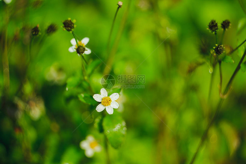 衣服扣子是鲜花的图片