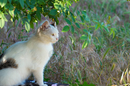 一只白猫坐在树下的草地上图片