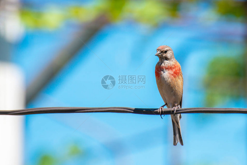 雀形目家庭的鸟图片