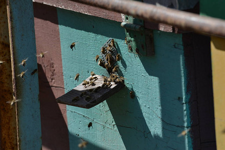 甲板上的证据公布前养蜂图片