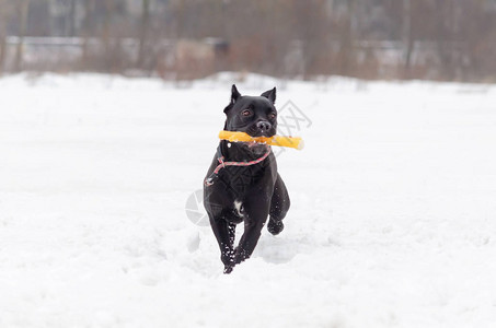 CaneCorso年轻狗玩具冬天在户外散步如何保护你的宠物图片