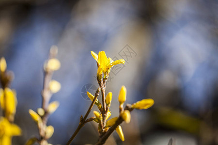 秋天在树枝上开黄色的花背景模糊的木树枝上的花朵浅景深图片