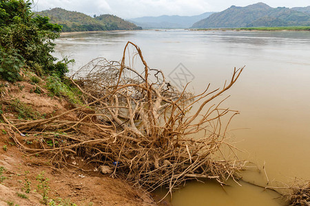 老挝湄公河岸边的干树根图片