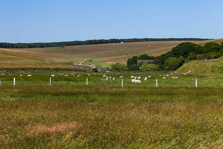 与羊在草地上吃草的村庄概念草地上羊的图片
