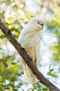 硫冠凤头鹦鹉栖息在野外的树枝上图片
