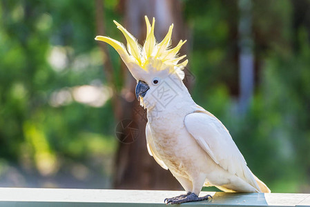 黄冠凤头鹦鹉鸟在羽冠上张开图片
