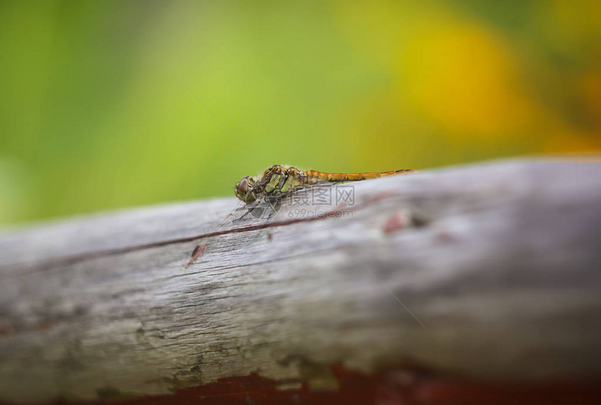 夏天公园里木棍上的小蜻蜓图片