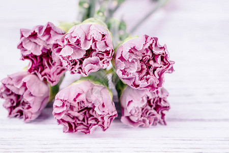 白色背景上的浅粉色紫康乃馨花复制空间图片