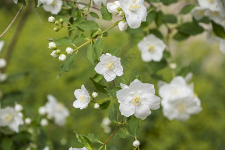 花园里的白色花园茉莉花白色的茉莉花开着绿叶花儿在花园的树图片