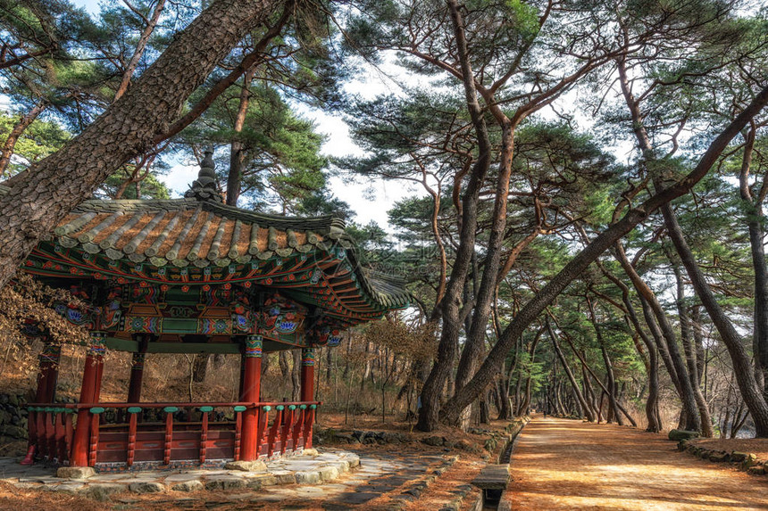 南韩Tongdosa寺庙入口附近的MupunghansongGil路上小韩国塔馆和松树林图片
