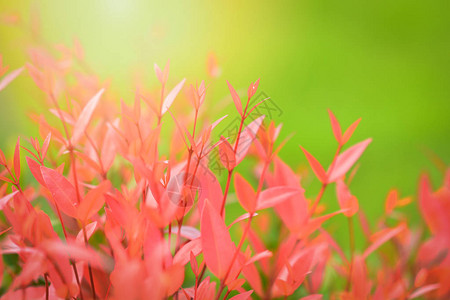 春园中苏柳草或克莉丝汀娜树的美丽的红叶子大图片