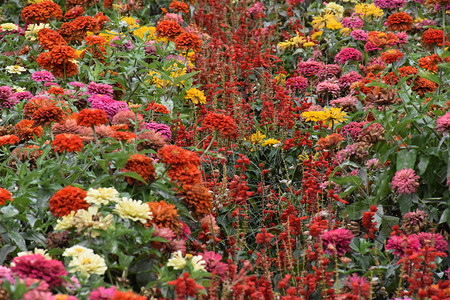 花坛里的红花图片