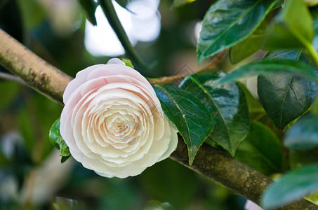 白玫瑰花的特写图片