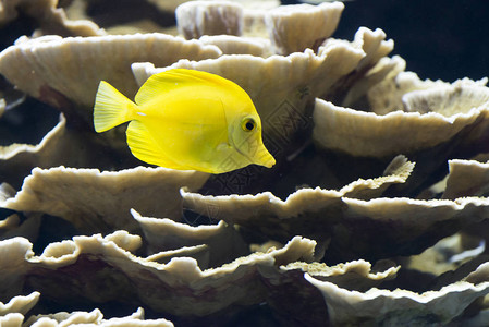 黄色鱼在水下的特写镜头图片