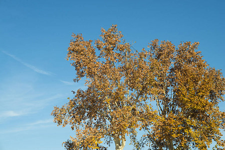 蓝天上长着树叶的树枝图片