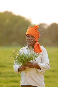 印度农民在鹰嘴豆田农民图片