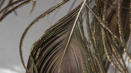 灰色背景上布劳恩金绿色孔雀羽毛的背面细节背景图片