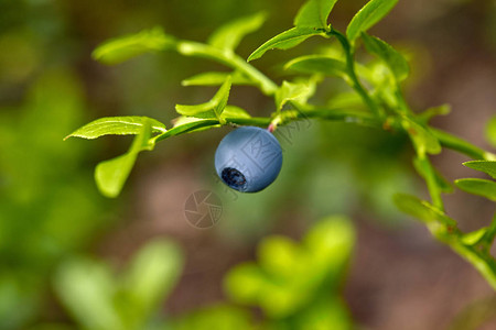灌木丛上准备的野生蓝莓图片