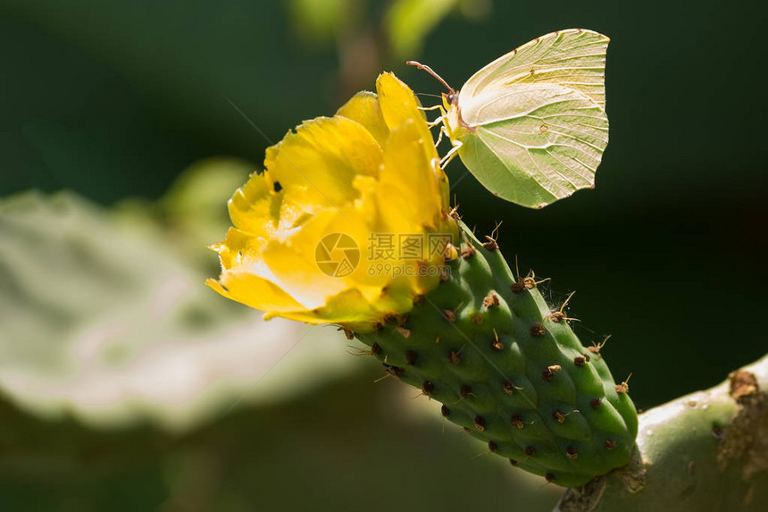 蝴蝶在春天普里基皮尔的美丽花朵上图片