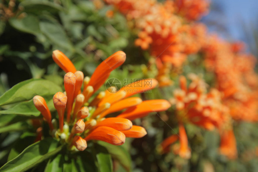 橙色热带花朵图片