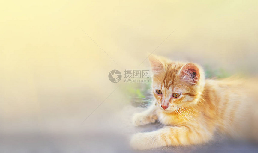 夏天的青草猫美丽的红猫与黄眼在夏图片