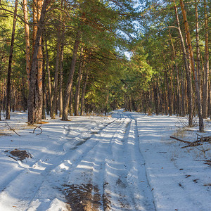 通往冬季松树林图片
