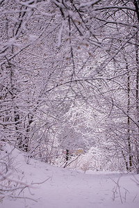 与落雪的冬天风景场面有降雪的仙境森林雪景与圣诞图片