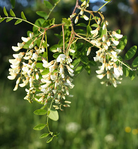 夏天在户外盛开的金合欢树白色的花朵图片