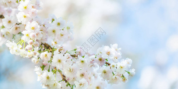 美丽的自然场景春天的樱桃树开花图片