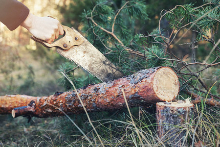 伐木工人在森林里用手锯切割树干背景图片