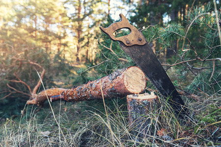 林业在树林里砍伐松树和手锯背景图片