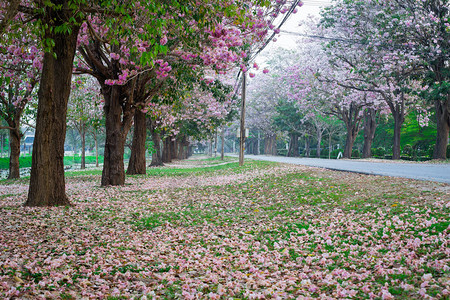春天公园樱花盛开的风景照图片