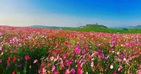 美丽的宇宙花朵场的风景图片