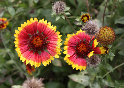 普通古寺的花朵Gaillardiaanris图片