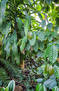 热带树叶外来植物绿色自然背景图片