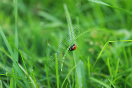 昆虫瓢在草叶上长着红色的身体和黑点图片