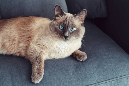 美丽的色点蓝眼睛猫躺在沙发上看着相机图片