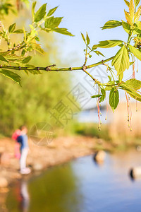 春树绿枝的春天风景AcerNeg图片