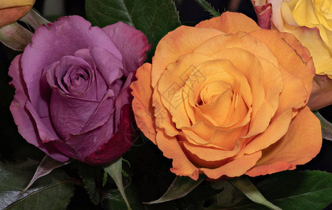 一束紫色和橙色玫瑰花的充满活力的静物花卉宏图片