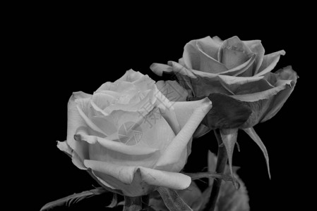 单色黑白美术静物明亮花卉宏图片