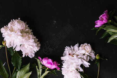 黑色背景上的牡丹花束图片