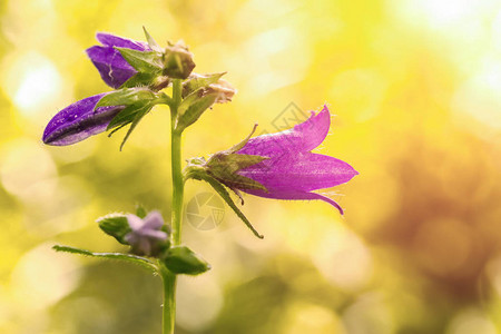 紫色亚丁荷拉斯特雷塔花CampanuloideaeAden图片