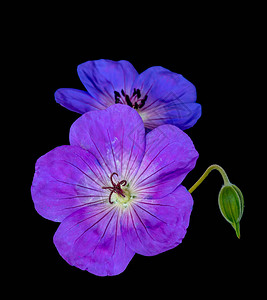 美术静物彩色花卉图像一对紫蓝色孤立大开紫罗兰花雌雄天竺葵鹤嘴花和蕾背景图片
