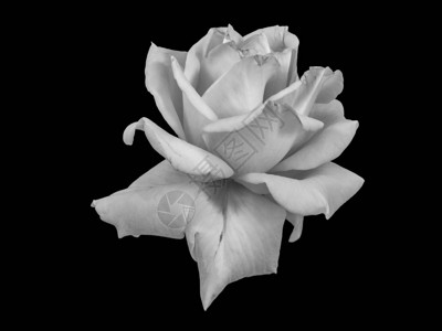 美术静物单色黑白花宏观照片背景图片