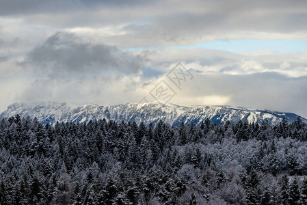 森林上的冬季色彩景观场景图片