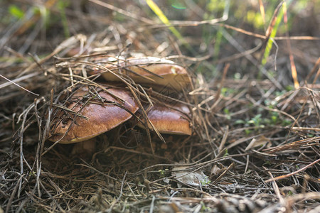 野生蘑菇在其原生长环境中图片