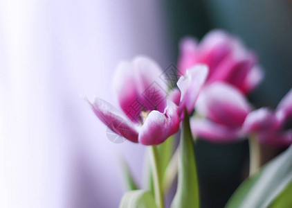 美丽的春天郁金香花束图片